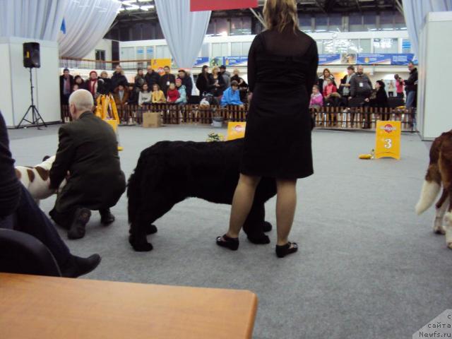 Фото: ньюфаундленд Aquatoriya Kelvin Zaznoba (Акватория Келвин Зазноба)