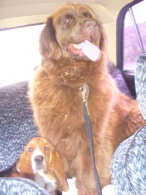 Фото: ньюфаундленд Stardi (Старди)