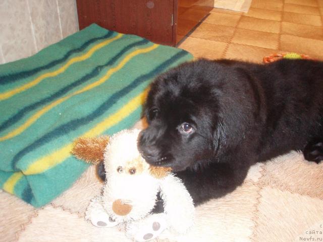 Фото: Джоли(Хит Сезона от Сибирского Медведя)