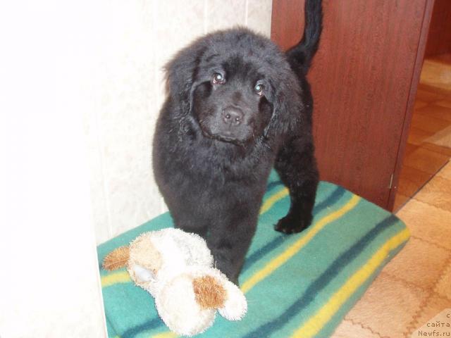 Фото: Джоли(Хит Сезона от Сибирского Медведя)