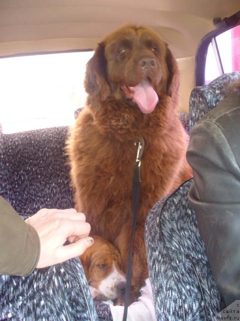 Фото: ньюфаундленд Stardi (Старди)