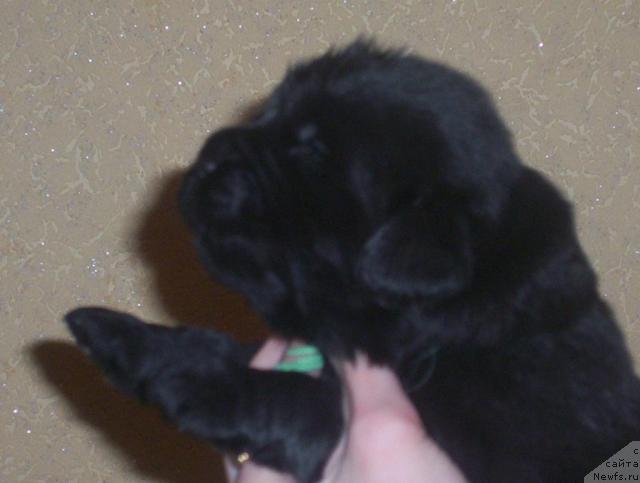 Фото: ньюфаундленд Uyutnaya Dolina Adal'b'erg Konstans (Уютная Долина Адальбьерг Констанс)