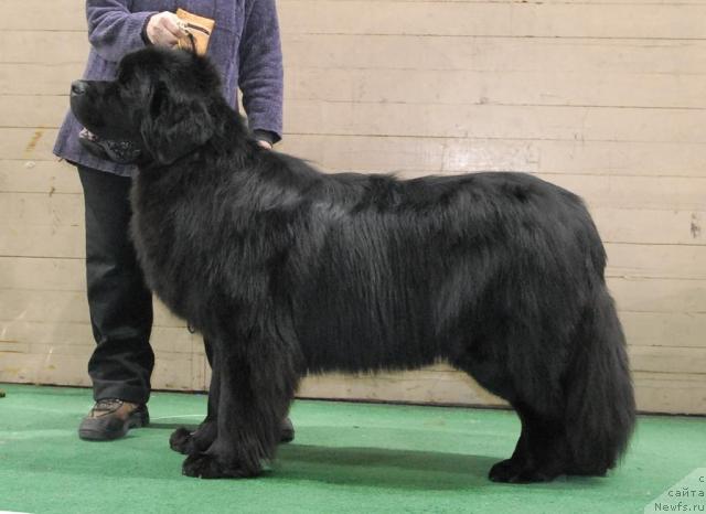 Фото: ньюфаундленд Mitrofan s Berega Dona (Митрофан с Берега Дона)