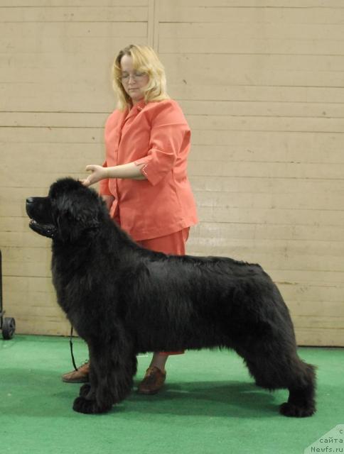 Фото: ньюфаундленд Sent Djons Romance of Love (Сент Джонс Романсе оф Лав)