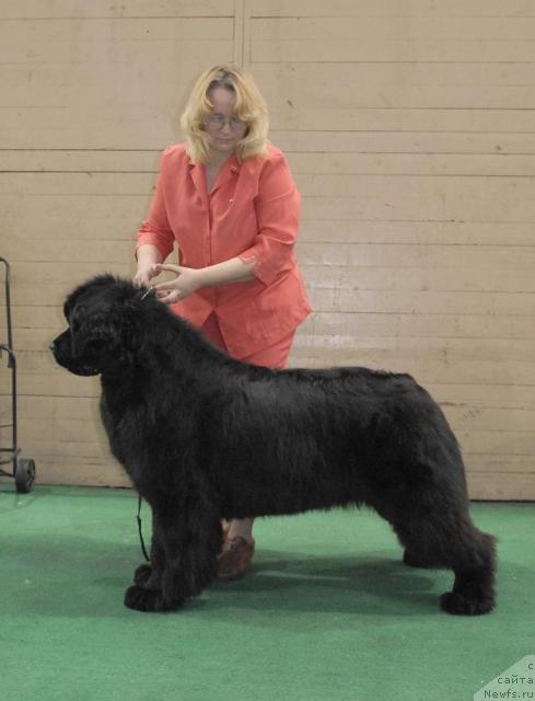 Фото: ньюфаундленд Sent Djons Romance of Love (Сент Джонс Романсе оф Лав)