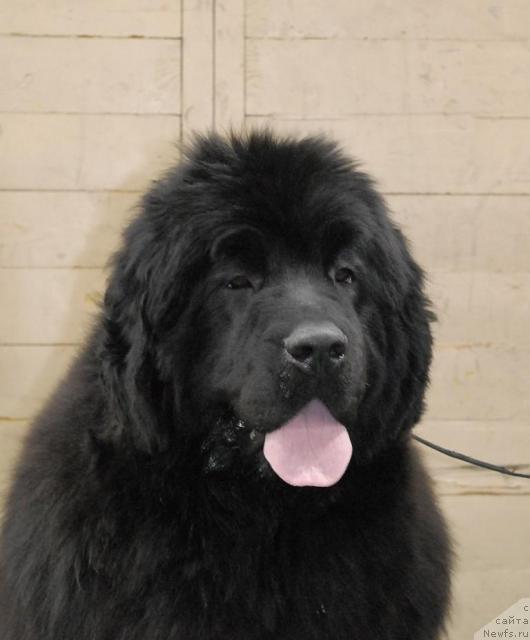 Фотография № 37369