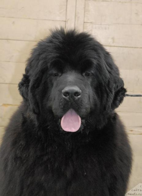 Фото: ньюфаундленд Sent Djons Romance of Love (Сент Джонс Романсе оф Лав)