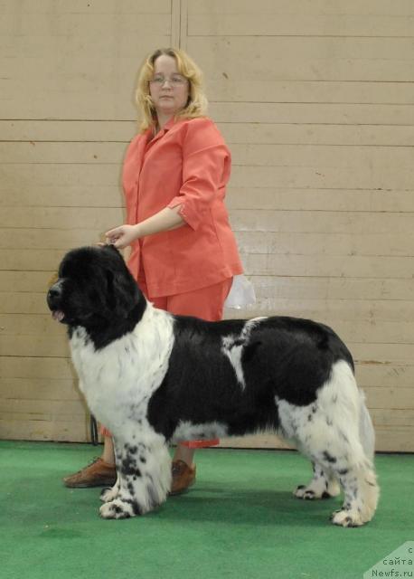 Фото: ньюфаундленд Deshabillez Moi de L'Iliade et L'Odyssee