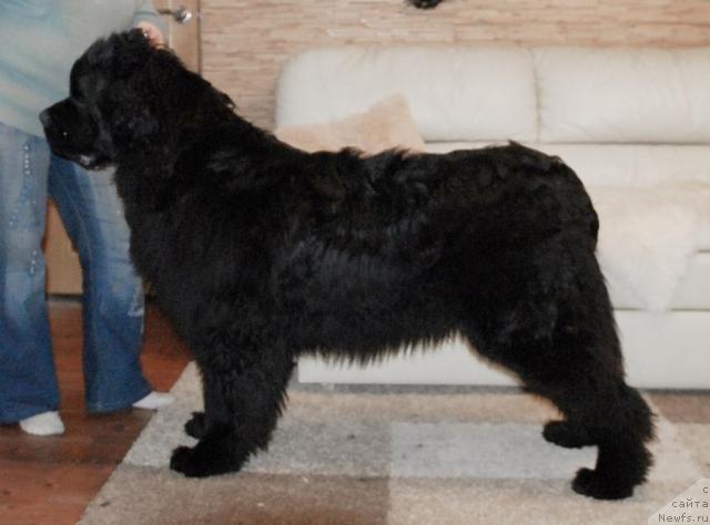 Фото: ньюфаундленд King of Helluland Easy to Win