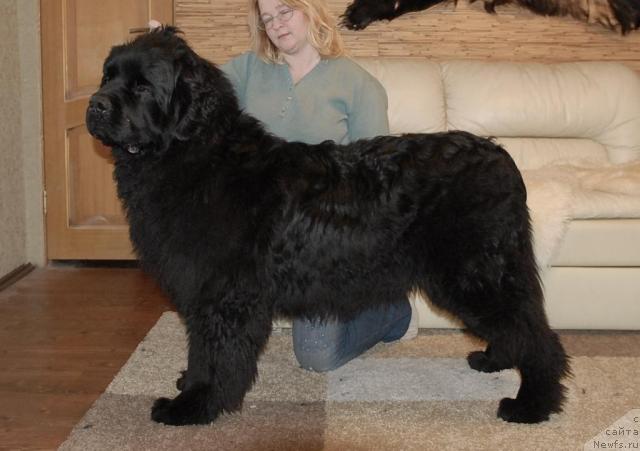 Фото: ньюфаундленд King of Helluland Easy to Win