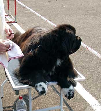 Фото: ньюфаундленд Midnight Lady's Undisputed Sweetheart