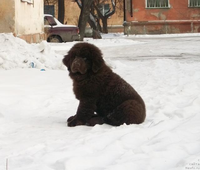 Фото: ньюфаундленд CHernyiy SHarm Amber Best Dog FO Marleon (Черный Шарм Амбер Бест Дог ФО Марлеон)