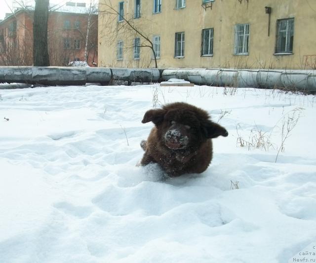 Фото: ньюфаундленд CHernyiy SHarm Amber Best Dog FO Marleon (Черный Шарм Амбер Бест Дог ФО Марлеон)
