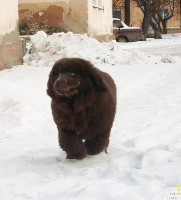 Фото: ньюфаундленд CHernyiy SHarm Amber Best Dog FO Marleon (Черный Шарм Амбер Бест Дог ФО Марлеон)