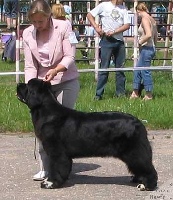 Фото: ньюфаундленд Midnight Lady's Undisputed Sweetheart