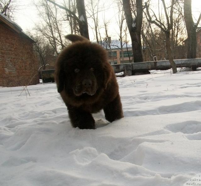 Фото: ньюфаундленд CHernyiy SHarm Amber Best Dog FO Marleon (Черный Шарм Амбер Бест Дог ФО Марлеон)