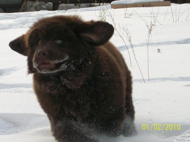 Фото: ньюфаундленд CHernyiy SHarm Amber Best Dog FO Marleon (Черный Шарм Амбер Бест Дог ФО Марлеон)