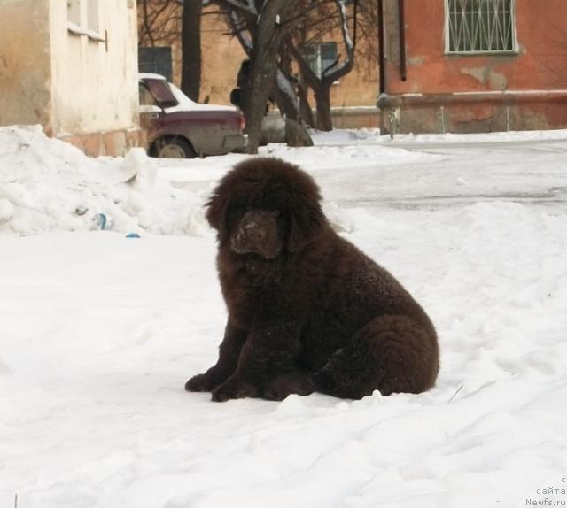 Фото: ньюфаундленд CHernyiy SHarm Amber Best Dog FO Marleon (Черный Шарм Амбер Бест Дог ФО Марлеон)