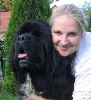 Фото: ньюфаундленд Midnight Lady's Undisputed Sweetheart