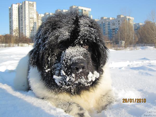 Фото: ньюфаундленд Plyushevaya Panda Stil'-Sankt-Peterburga (Плюшевая Панда Стиль-Санкт-Петербурга)