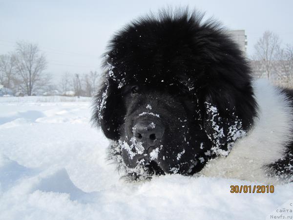 Фото: ньюфаундленд Plyushevaya Panda Stil'-Sankt-Peterburga (Плюшевая Панда Стиль-Санкт-Петербурга)