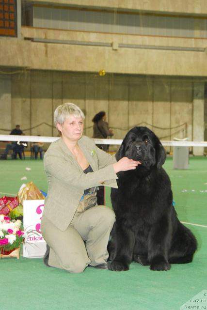 Фото: ньюфаундленд Giacomo vom Darius Land, Nina Bazulina (Нина Базулина)