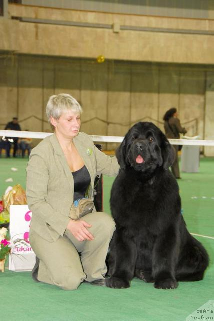 Фото: ньюфаундленд Giacomo vom Darius Land, Nina Bazulina (Нина Базулина)