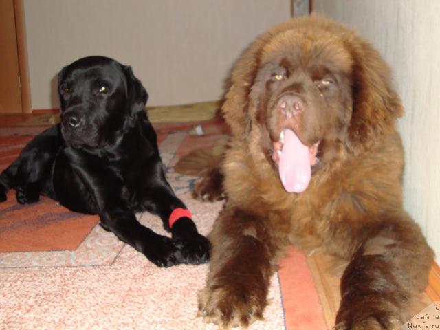 Фото: ньюфаундленд Prioritet Kofe (Приоритет Кофе)