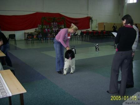 Фото: ньюфаундленд Super Bizon Baton (Супер Бизон Батон), Elena Stepanova (Елена Степанова)