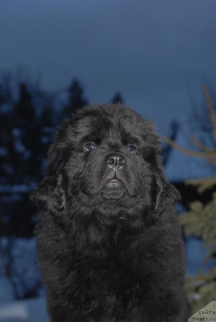 Фото: ньюфаундленд Akvatoriya Kelvin Koroleva Margo (Акватория Келвин Королева Марго)