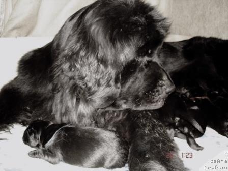 Фото: ньюфаундленд Sent Djons Elays (Сент Джонс Елайс)