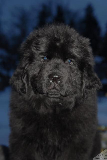 Фото: ньюфаундленд Akvatoriya Kelvin Koroleva Margo (Акватория Келвин Королева Марго)