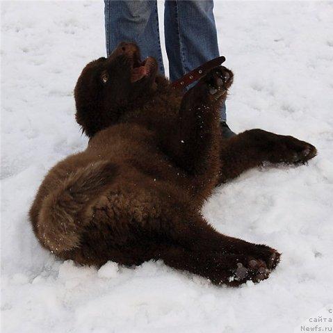 Фото: ньюфаундленд Rolls Roys (Роллс Ройс)