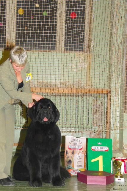 Фото: ньюфаундленд Giacomo vom Darius Land