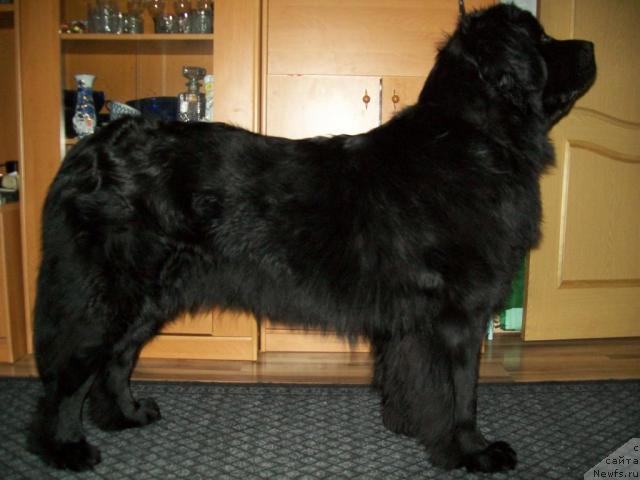 Фото: ньюфаундленд Gloriya Grand Blek (Глория Гранд Блек)