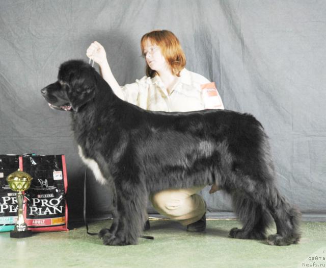 Фото: ньюфаундленд Sent Djons Elays (Сент Джонс Елайс)