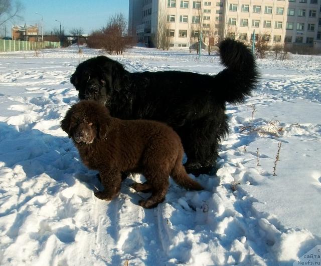 Фото: ньюфаундленд CHernyiy SHarm Amber Best Dog FO Marleon (Черный Шарм Амбер Бест Дог ФО Марлеон), ньюфаундленд Carevich Imperii N'yuf ot Marleon Dusvik (Царевич Империи Ньюф от Марлеон Дусвик)