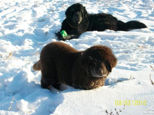 Фото: ньюфаундленд CHernyiy SHarm Amber Best Dog FO Marleon (Черный Шарм Амбер Бест Дог ФО Марлеон), ньюфаундленд Carevich Imperii N'yuf ot Marleon Dusvik (Царевич Империи Ньюф от Марлеон Дусвик)