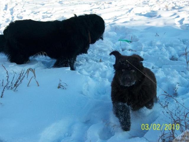 Фото: ньюфаундленд CHernyiy SHarm Amber Best Dog FO Marleon (Черный Шарм Амбер Бест Дог ФО Марлеон), ньюфаундленд Carevich Imperii N'yuf ot Marleon Dusvik (Царевич Империи Ньюф от Марлеон Дусвик)