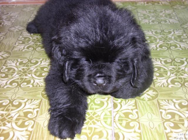 Фото: ньюфаундленд Mikluha Maklay iz Plemeni Kedra (Миклуха Маклай из Племени Кедра), ньюфаундленд Mikluha Maklay iz Plemeni Kedra (Миклуха Маклай из Племени Кедра)