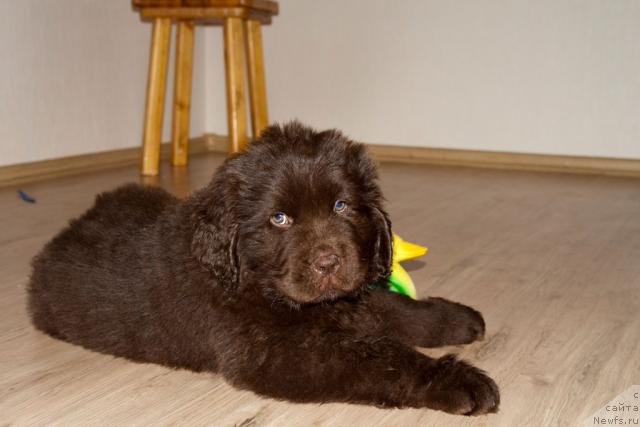 Фото: ньюфаундленд Ispolin iz Carstva Medvedey (Исполин из Царства Медведей)