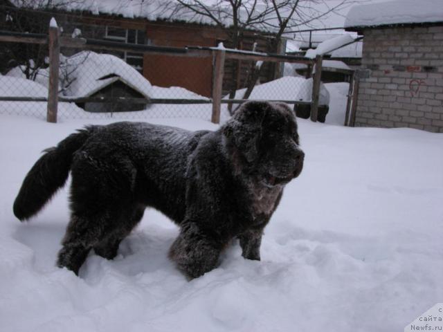 Фото: ньюфаундленд Aristokrat ot Rafayellyi (Аристократ от Рафаэллы)