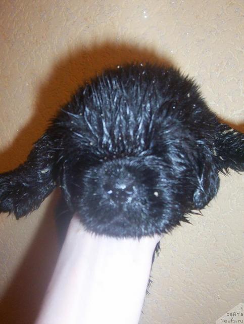 Фото: ньюфаундленд Uyutnaya Dolina Andros Grif (Уютная Долина Андрос Гриф)