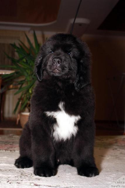 Фото: ньюфаундленд Akvatoriya Kelvin Lyuks (Акватория Келвин Люкс)