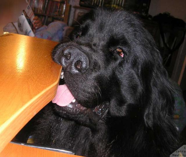 Фото: ньюфаундленд Lesnaya Skazka Roza CHernaya (Лесная Сказка Роза Черная)