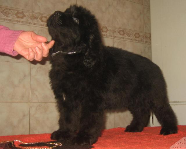 Фото: ньюфаундленд Professional s Berega Dona (Профессионал с Берега Дона)