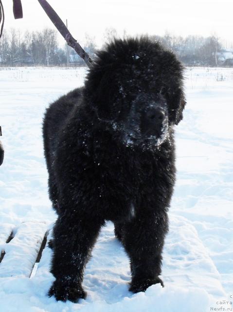 Фото: ньюфаундленд Beguschaya po Volnam Revolution a la Rus (Бегущая по Волнам Револутион а ла Рус)