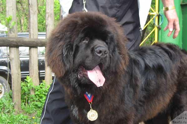 Фото: ньюфаундленд Zakadychny Dryg s Berega Dona (Закадычный Друг с Берега Дона)