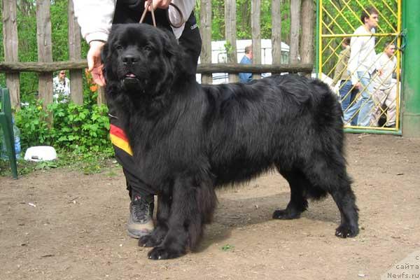 Фото: ньюфаундленд Klaus Slavnyiy Malyiy (Клаус Славный Малый)