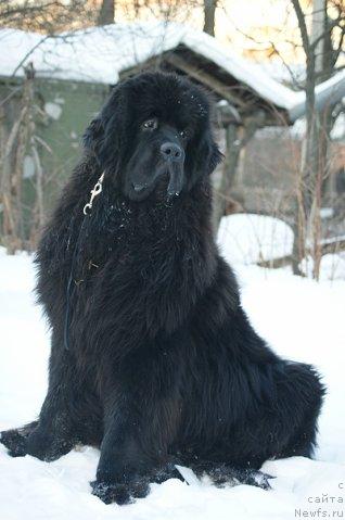 Фото: ньюфаундленд Sent Djons Redjinal'd Fildi Arvizu (Сент Джонс Реджинальд Филди Арвизу)